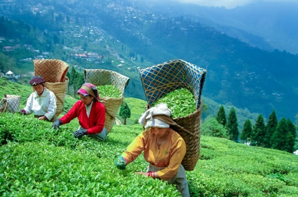 Photo of दार्जीलिंग by Kalpana Srivastav