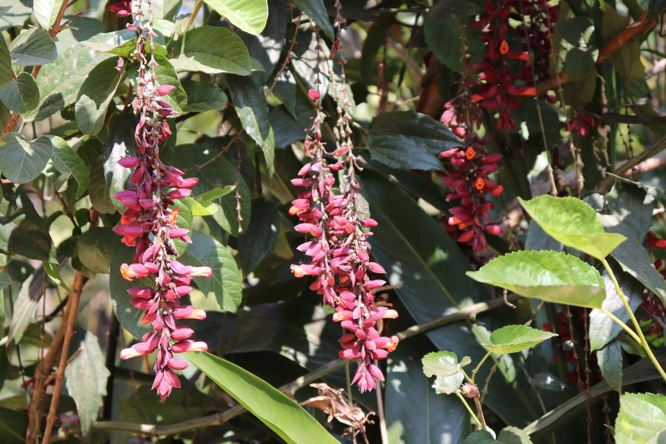 Photo of Madikeri, Karnataka, India by challa prashanth reddy