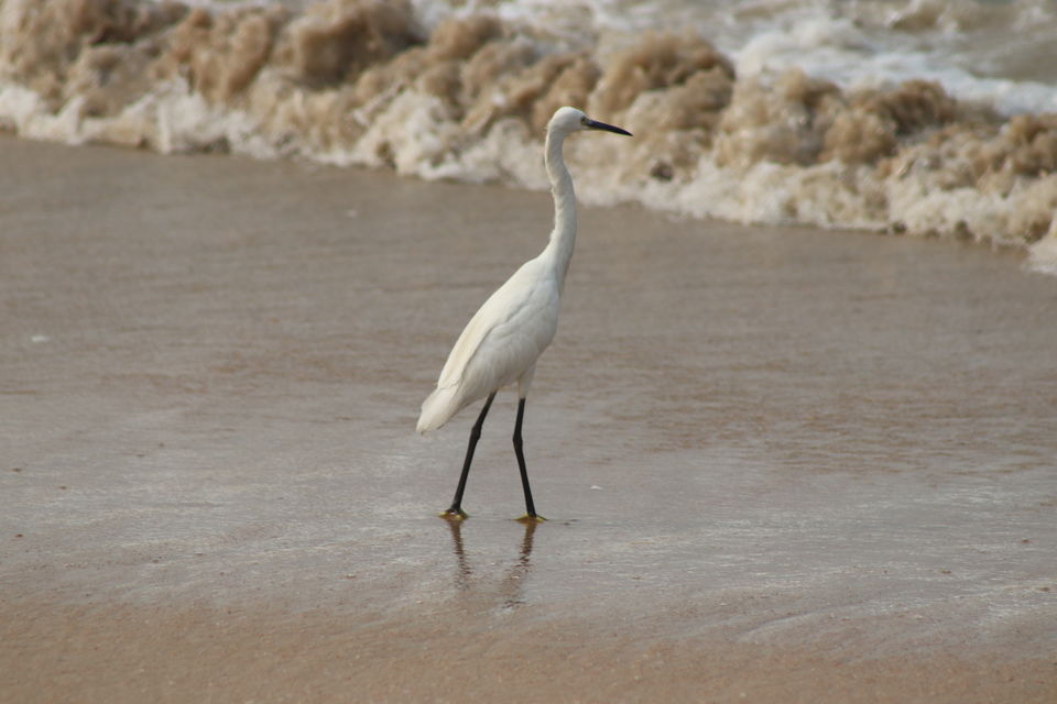 Photo of Beauty of Karnataka (Mangalore,Madikeri) by challa prashanth reddy