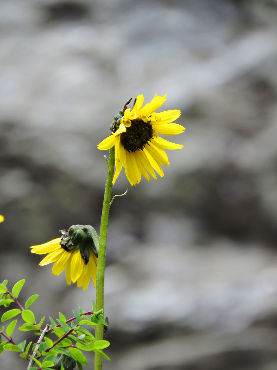 Photo of A serene trek to the Valley of Flowers by Nilanjana