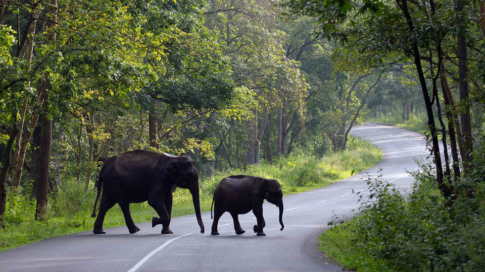 Photo of Wayanad – The green paradise! 8/9 by Bonton Holidays