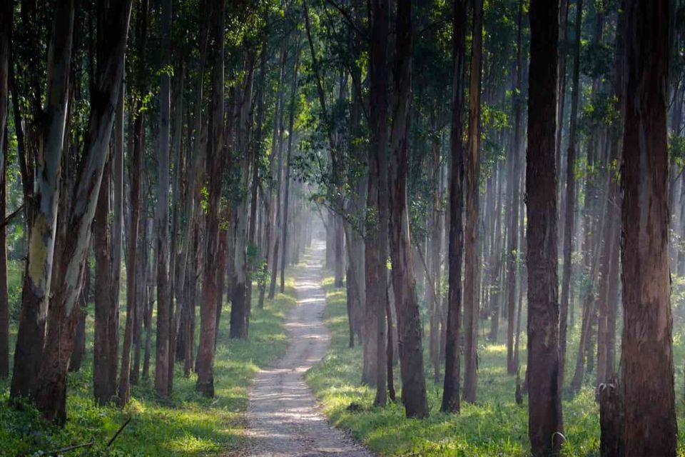 Photo of Wayanad – The green paradise! 7/9 by Bonton Holidays