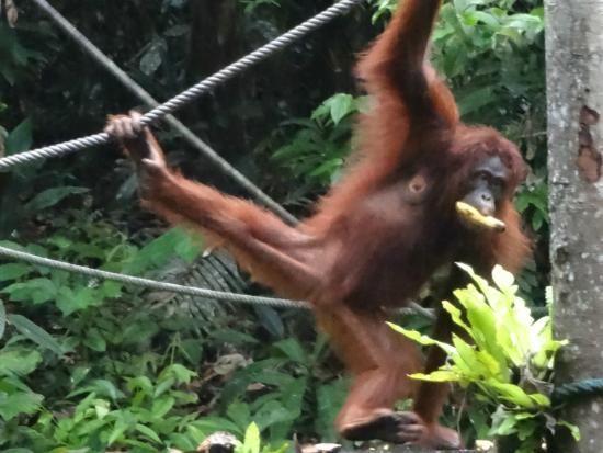 Photo of Semenggoh Wildlife centre Siburan Sarawak Malaysia by Sujatha Sen