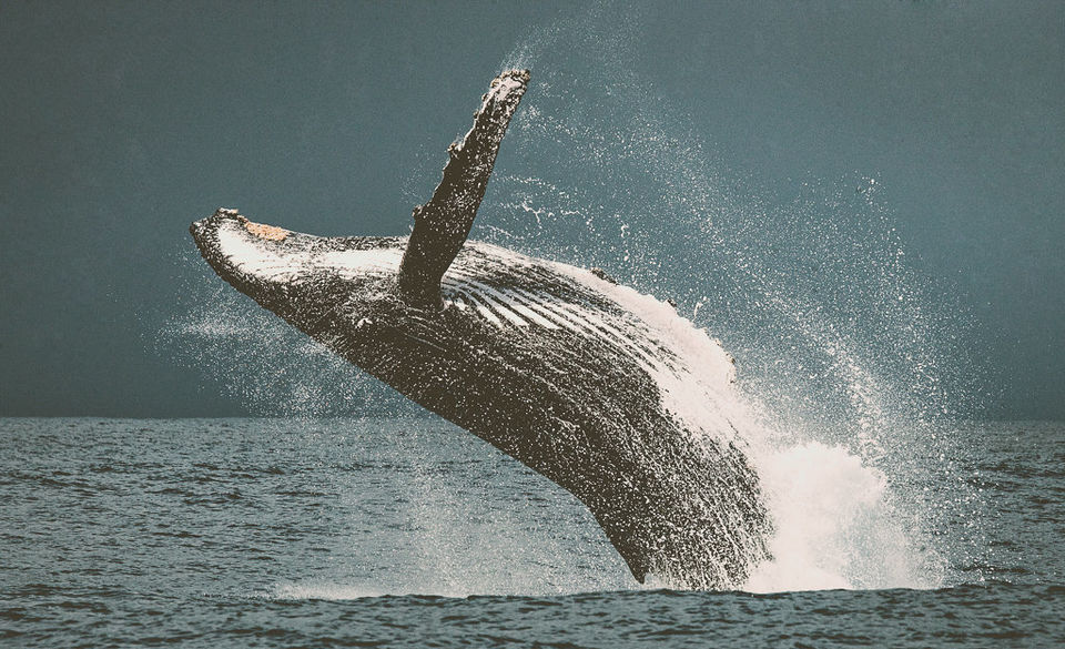 Photo of Whale Watching UK | Where to see Whales & Dolphins in the UK by rizvaan awan
