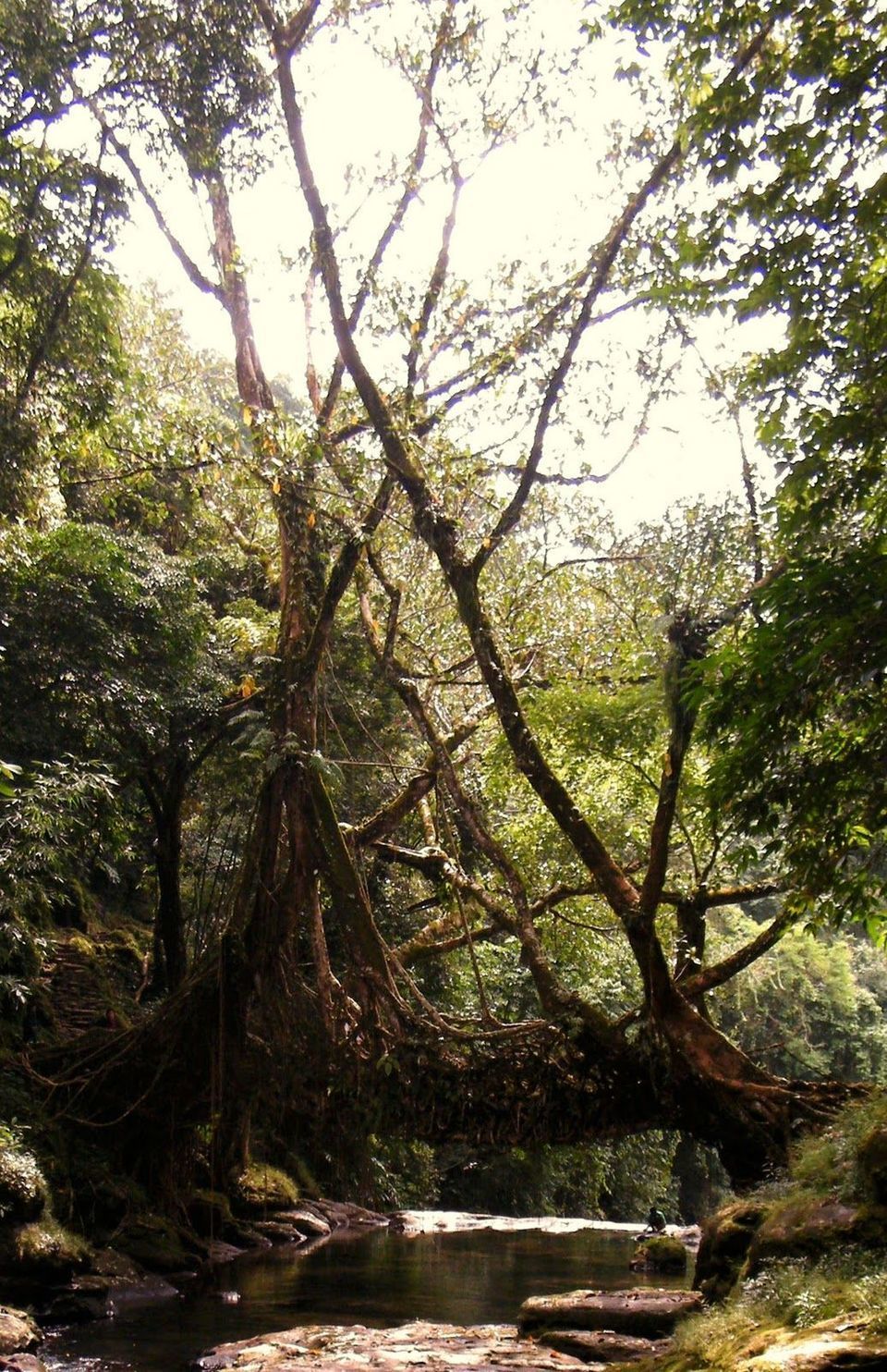 Photo of Cherrapunji, Meghalaya, India by Saheli Bera