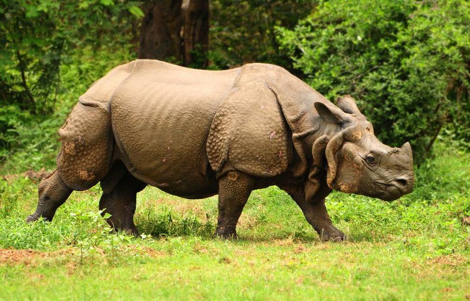 Photo of হাম্পি থেকে নজর সরিয়ে চলুন একবার ঘুরে আসা যাক অসমের এইসব ধ্বংসস্তূপগুলো থেকে by Saheli Bera