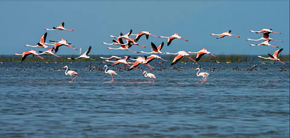 Photo of Chilika Lake, Odisha by Never ending footsteps 