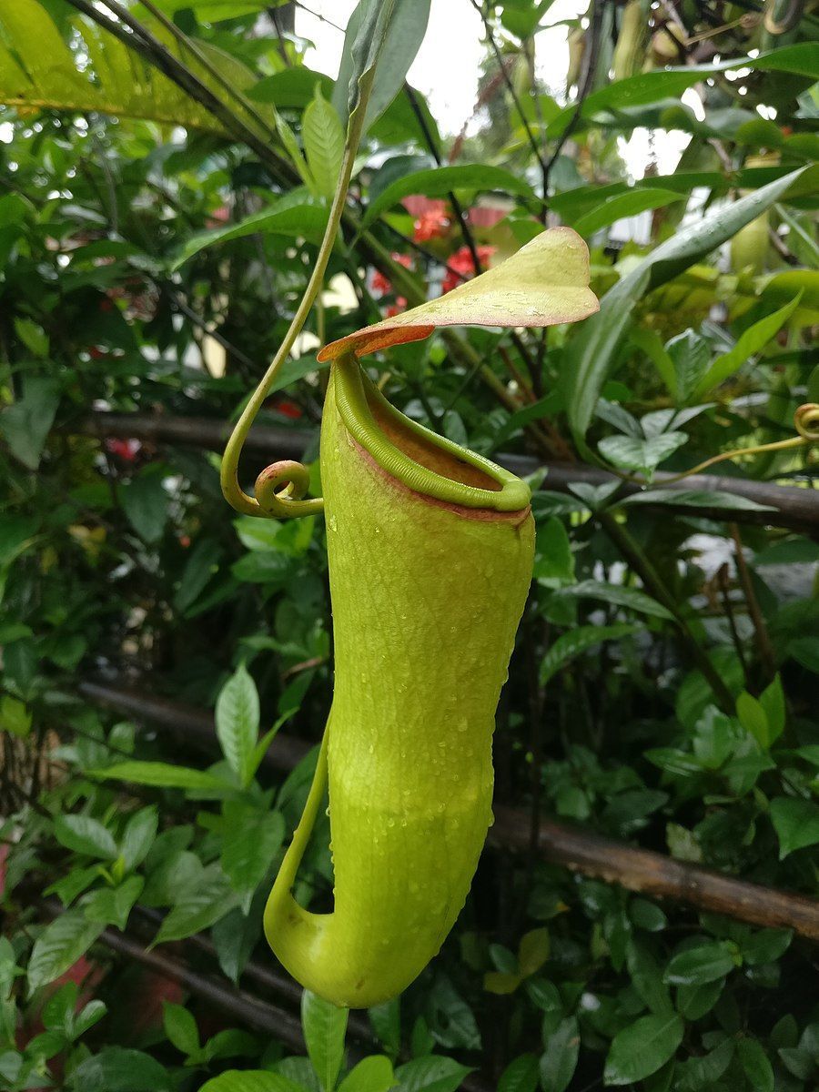 Photo of উত্তর বা দক্ষিণ ভারতের বাসিন্দাদের নর্থ ইস্টে যাওয়া একেবারেই অনুচিত, জেনে নিন কেন? 19/34 by Aninda De