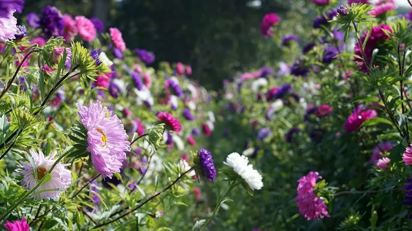 Photo of Khirai Flower Garden, Meghadangar, West Bengal, India by Never ending footsteps 