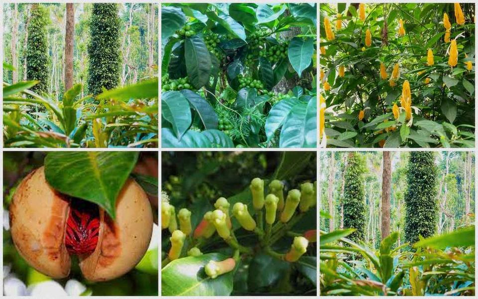 Photo of কেরালা কফির সঙ্গে সঙ্গে এবার পাবেন মশলার সুগন্ধ... by Deya Das