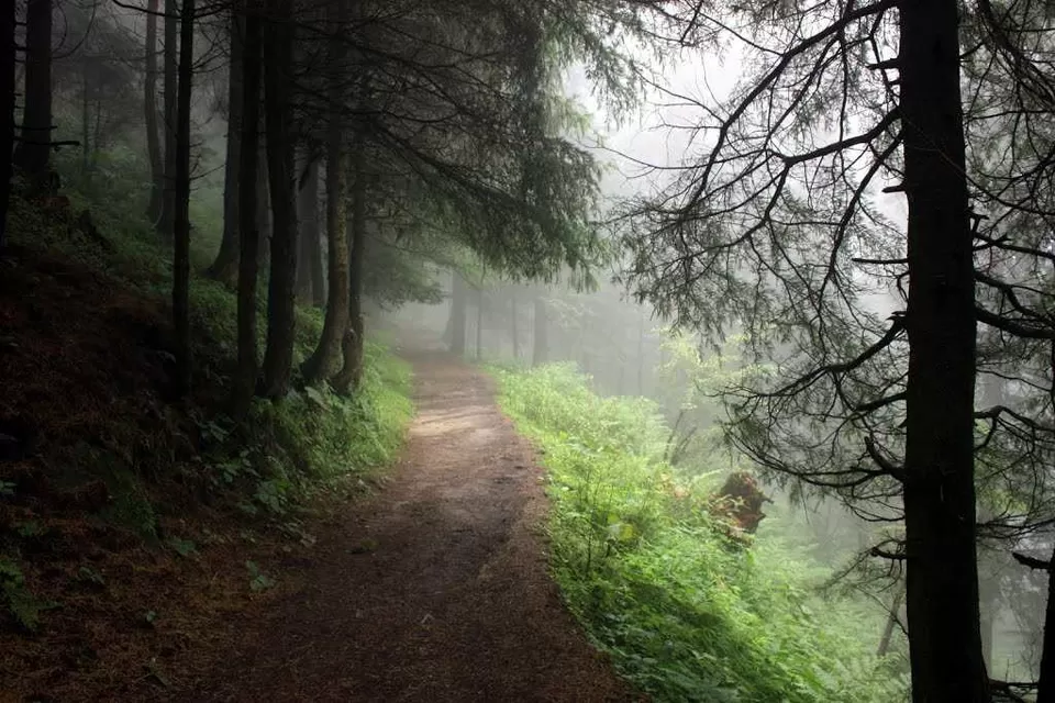 Photo of Kalatop Wildlife Sanctuary, Kalatope R.F, Himachal Pradesh, India by Aninda De