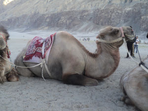 Photo of Things to do in Nubra Valley – A Complete Travel Guide by Vineet Gupta