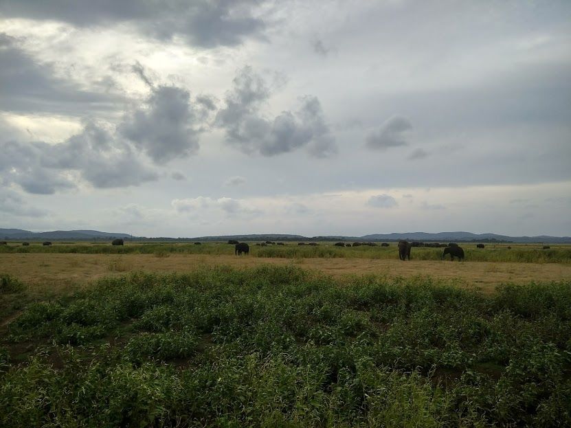 Photo of Kaudulla National Park, Polonnaruwa, North Central Province, Sri Lanka by Supriya