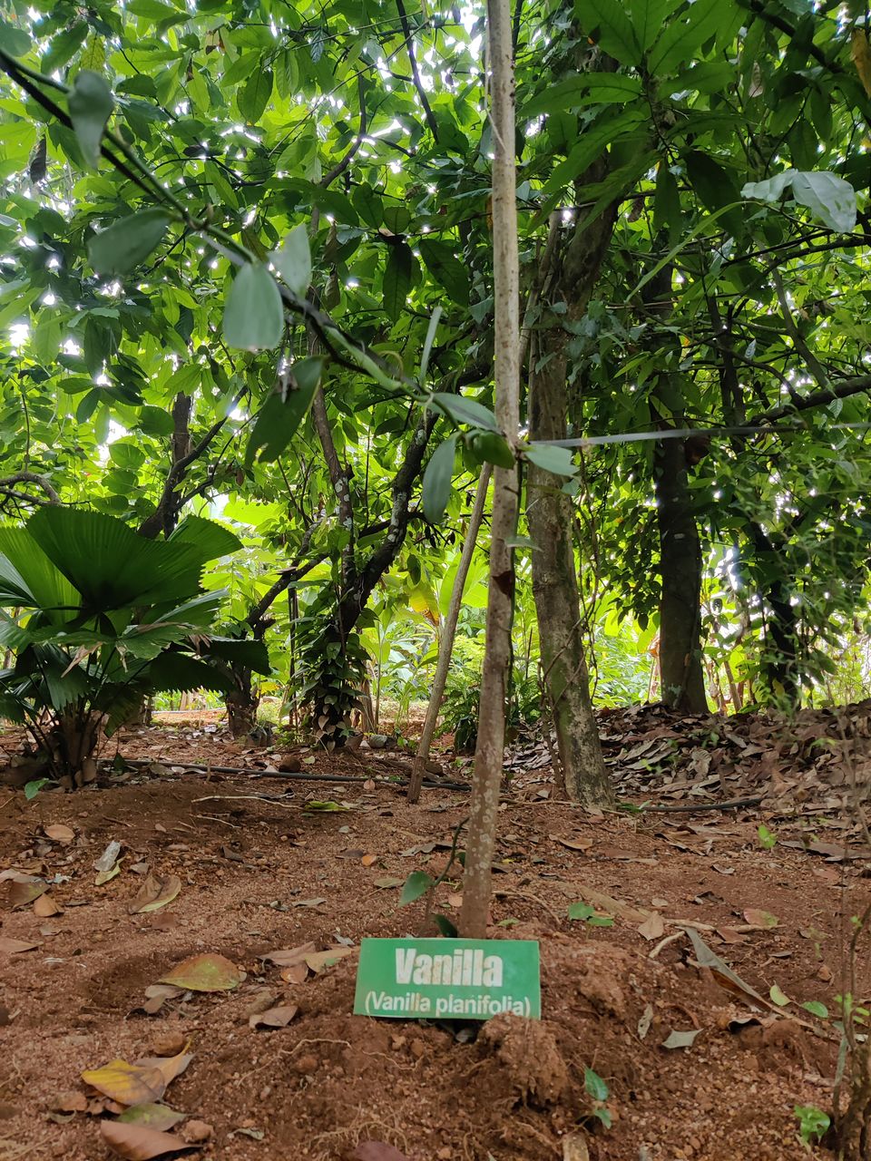 Photo of Kerala- House of Nature(Travelled during covid) 8/51 by Bhakti Kulkarni