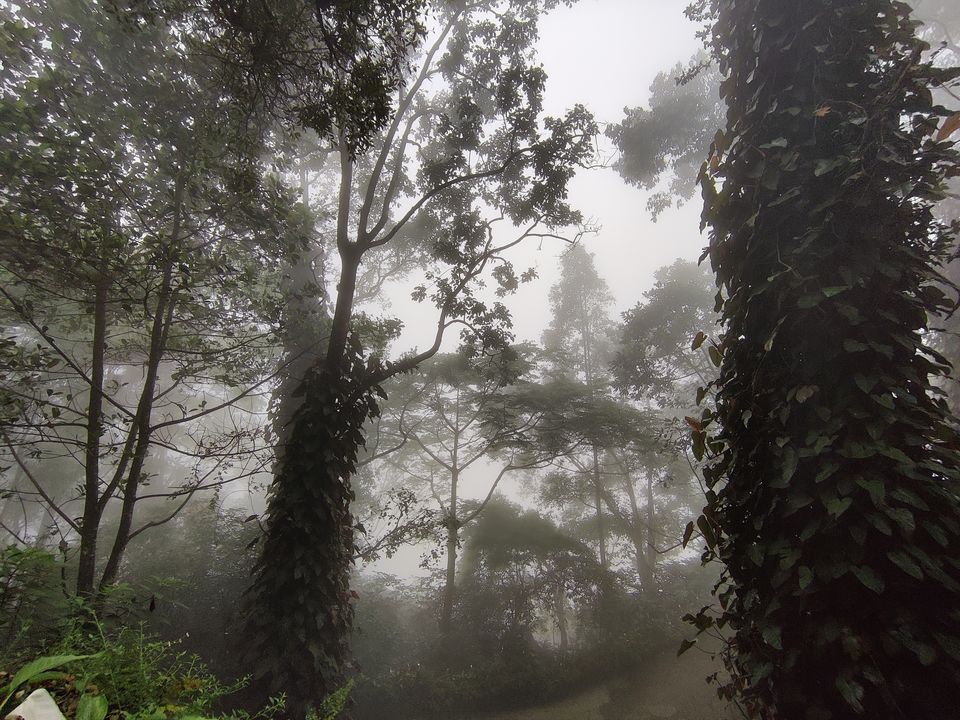 Photo of Kerala- House of Nature(Travelled during covid) 16/51 by Bhakti Kulkarni