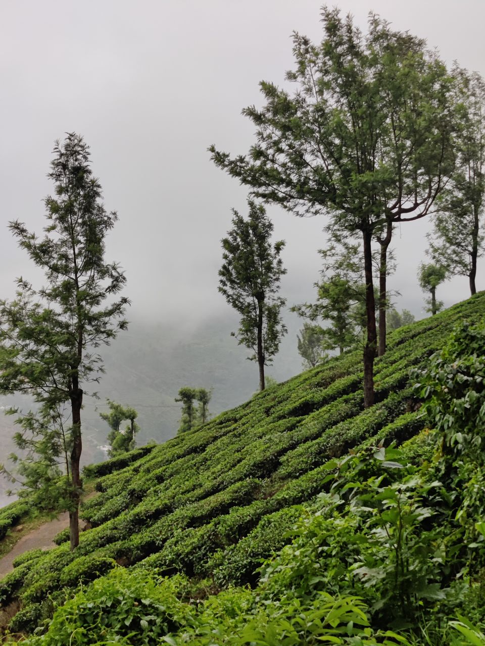 Photo of Kerala- House of Nature(Travelled during covid) 17/51 by Bhakti Kulkarni