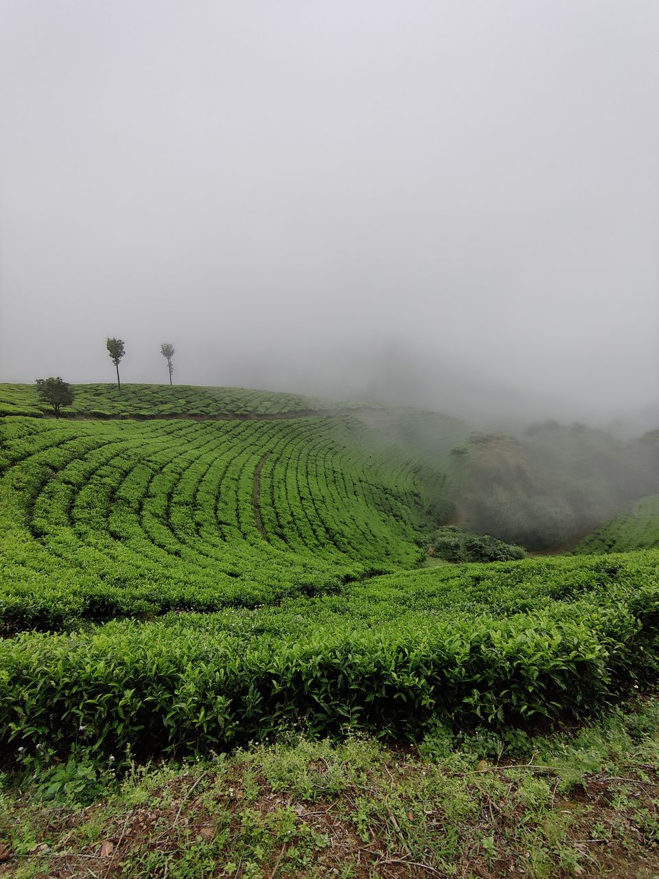 Photo of Kerala- House of Nature(Travelled during covid) 1/51 by Bhakti Kulkarni
