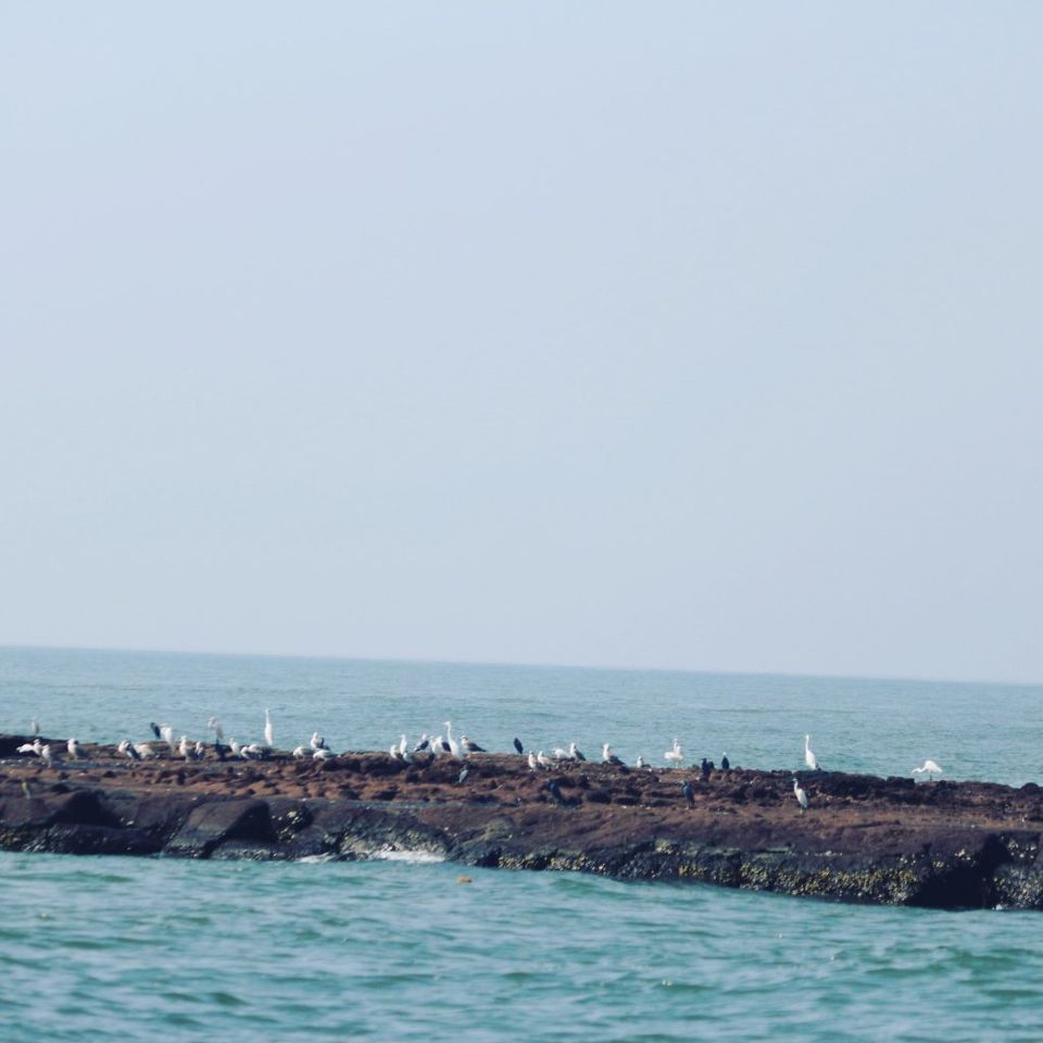 Photo of Road Trip To Virgin Beaches Of Konkan (Coastal Maharashtra) - Cleopatra's Travel 5/11 by Cleopatras Travel