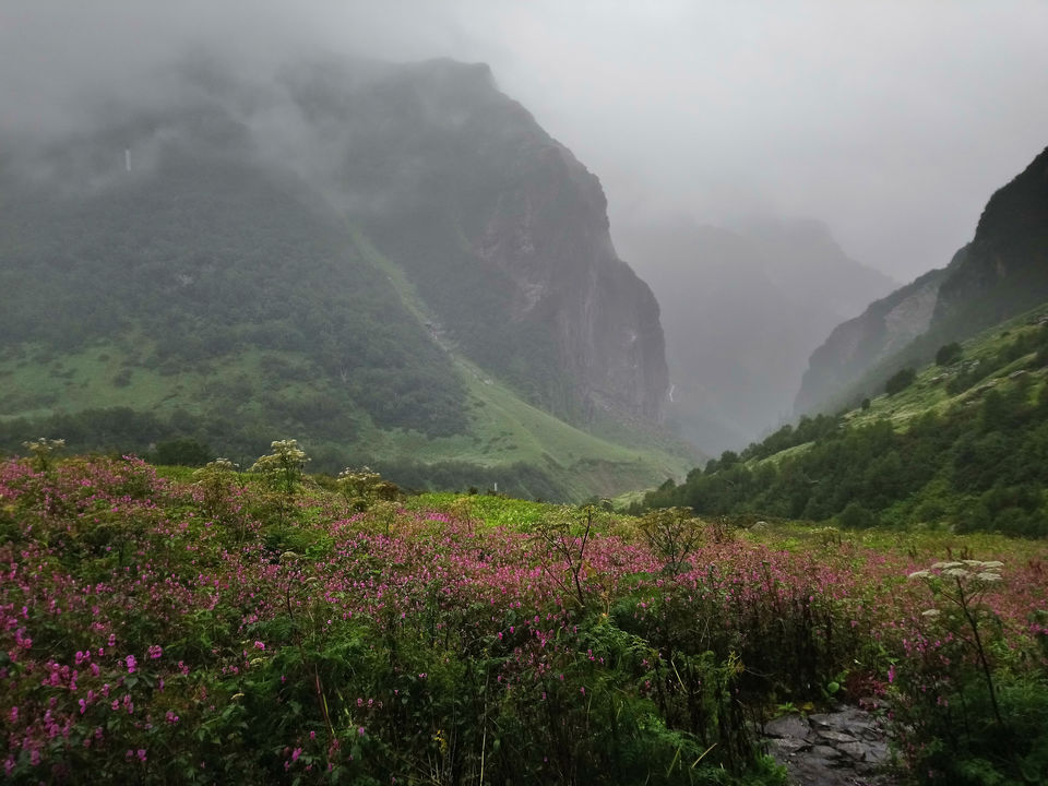 Photo of Valley of Flowers National Park, Uttarakhand, India by Utkarsh Srivastava