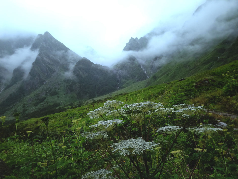 Photo of Valley of Flowers National Park, Uttarakhand, India by Utkarsh Srivastava