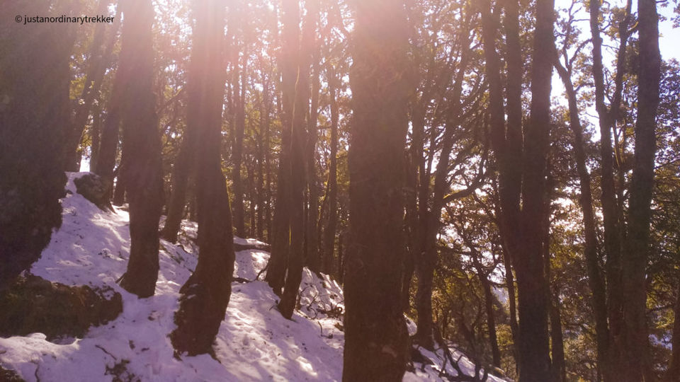 Photo of Nag Tibba Trek - The perfect weekend trek with an amazing sunset! 18/29 by Just an Ordinary Trekker