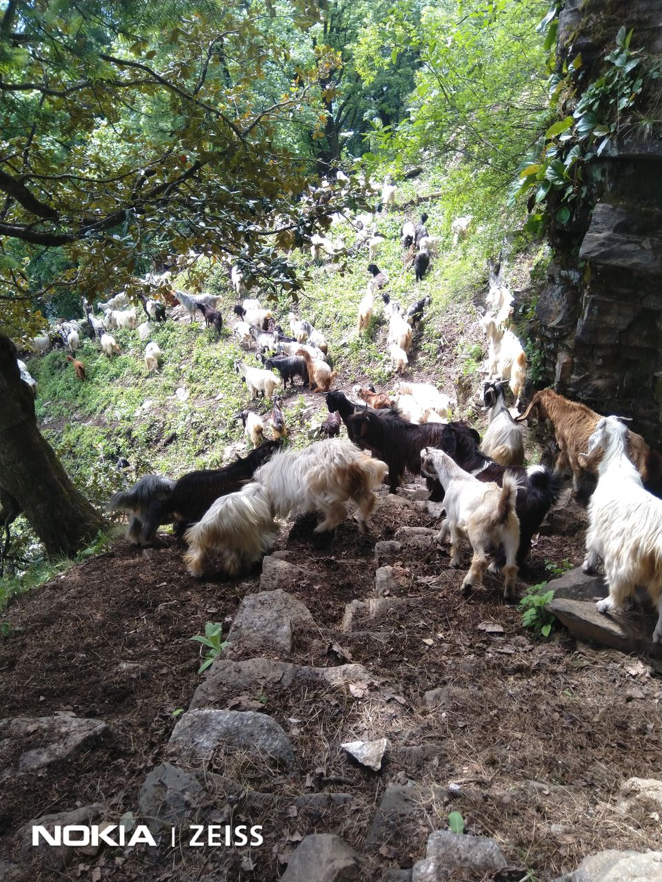Photo of Lama Dug Natural Valley, Nasogi, Himachal Pradesh, India by Johnson John