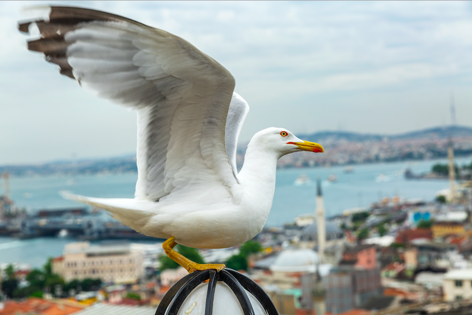 Photo of Things To Do in Eminonu, Sultanahmet by iamistanbul