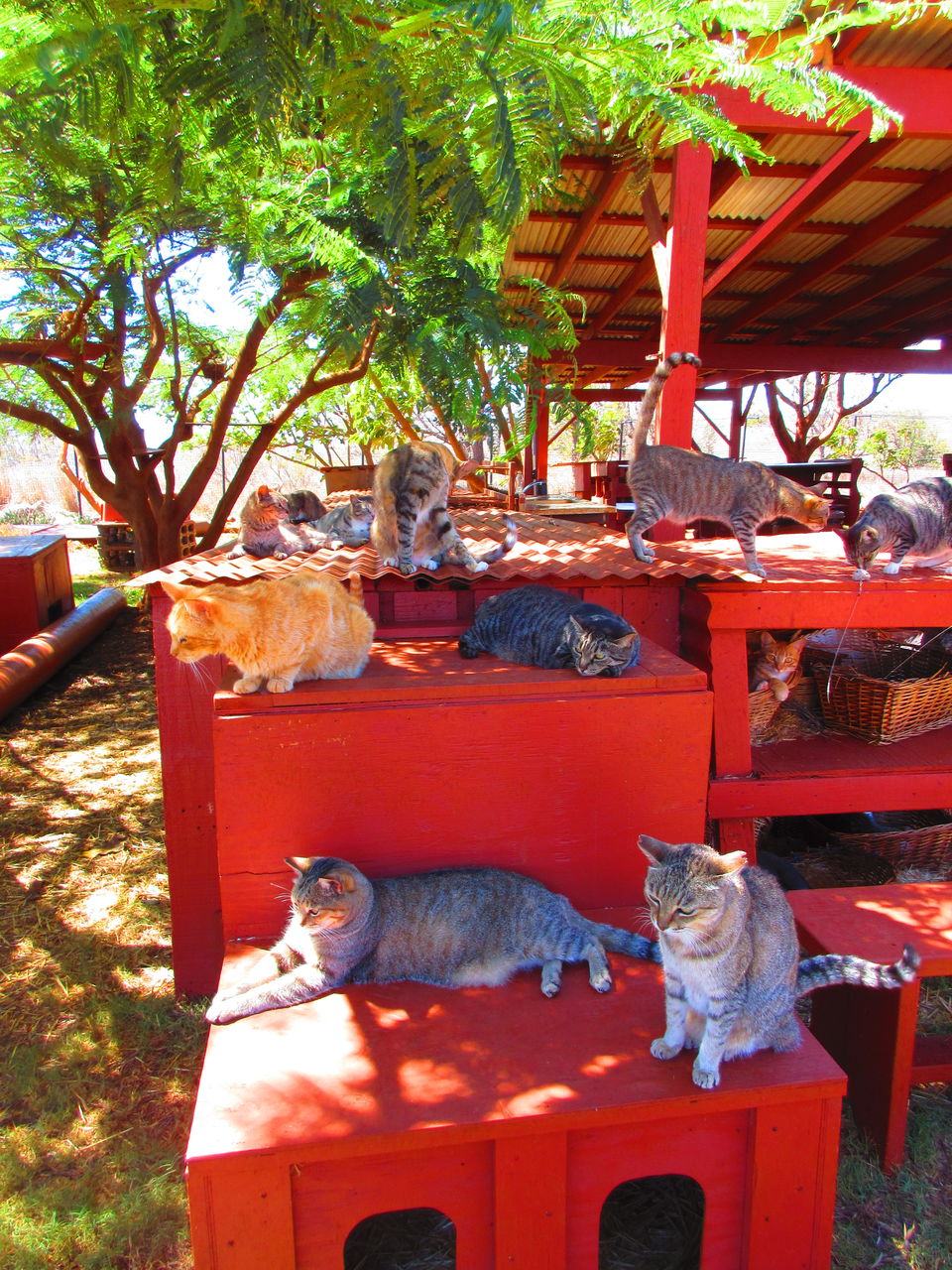 Photo of Introducing Lanai Cat Sanctuary in Hawaii - journey-junkies.com 2/5 by journey-junkies