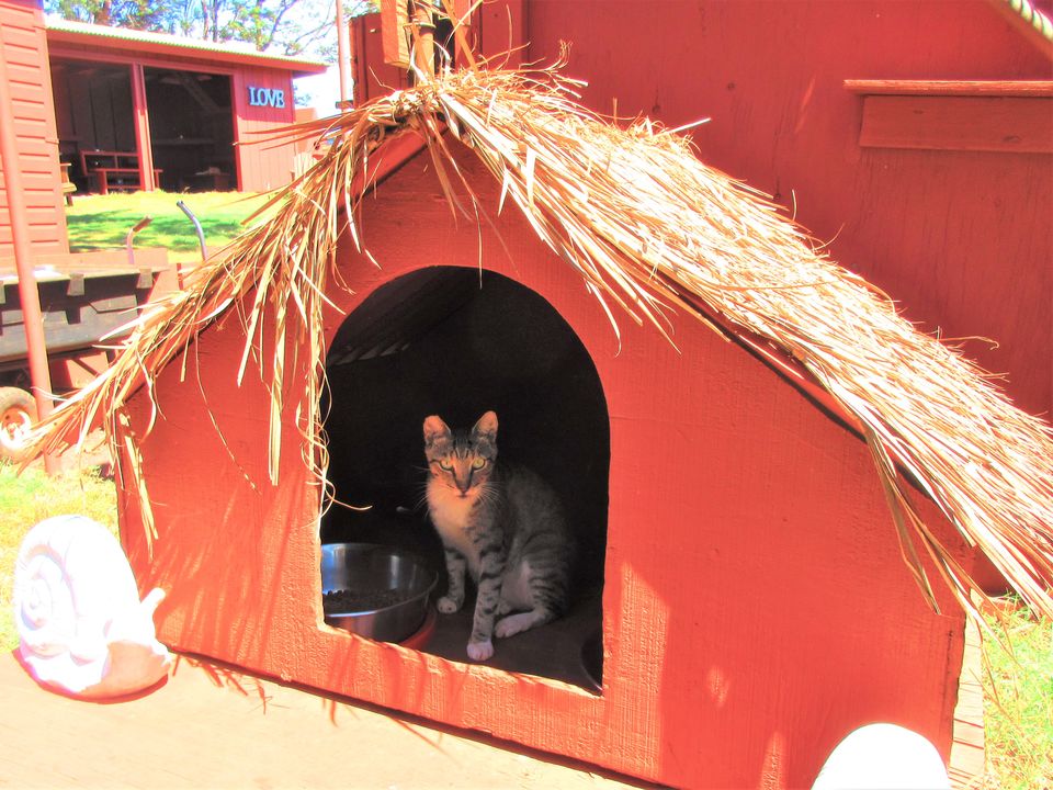 Photo of Introducing Lanai Cat Sanctuary in Hawaii - journey-junkies.com 4/5 by journey-junkies