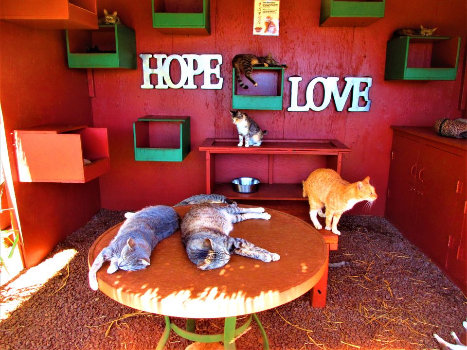 Photo of Introducing Lanai Cat Sanctuary in Hawaii - journey-junkies.com 5/5 by journey-junkies