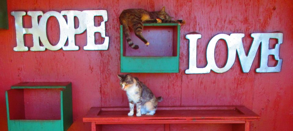 Photo of Introducing Lanai Cat Sanctuary in Hawaii - journey-junkies.com by journey-junkies