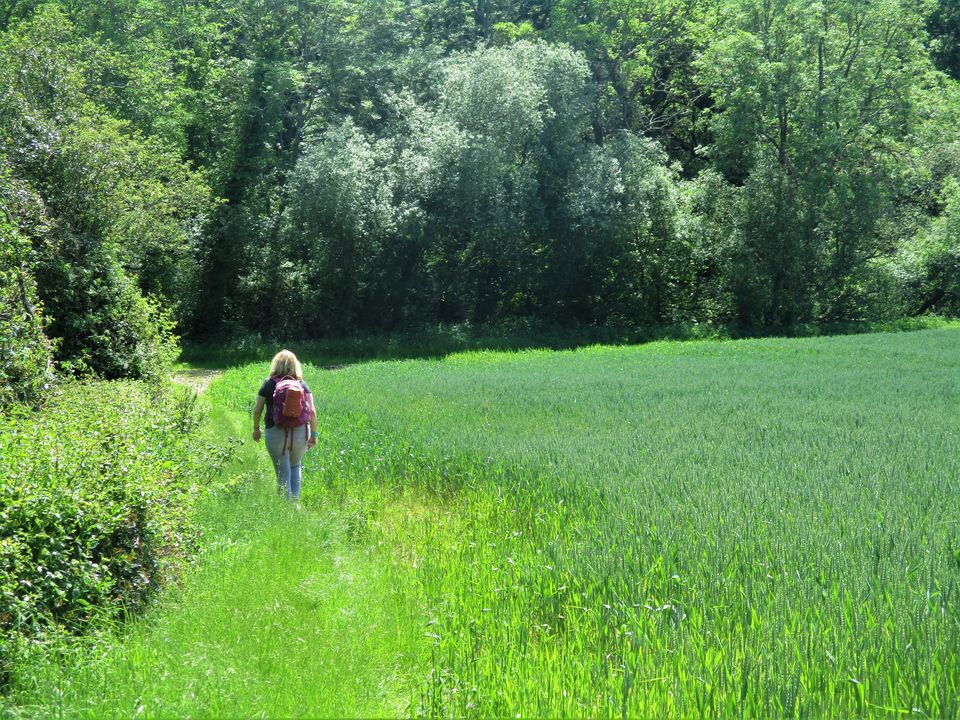 Photo of A Camping Trip to Blackberry Wood, East Sussex - journey-junkies.com 2/15 by journey-junkies