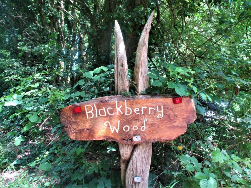 Photo of A Camping Trip to Blackberry Wood, East Sussex - journey-junkies.com 1/15 by journey-junkies
