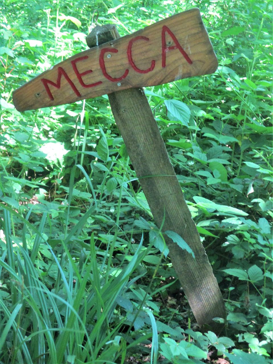 Photo of A Camping Trip to Blackberry Wood, East Sussex - journey-junkies.com 9/15 by journey-junkies