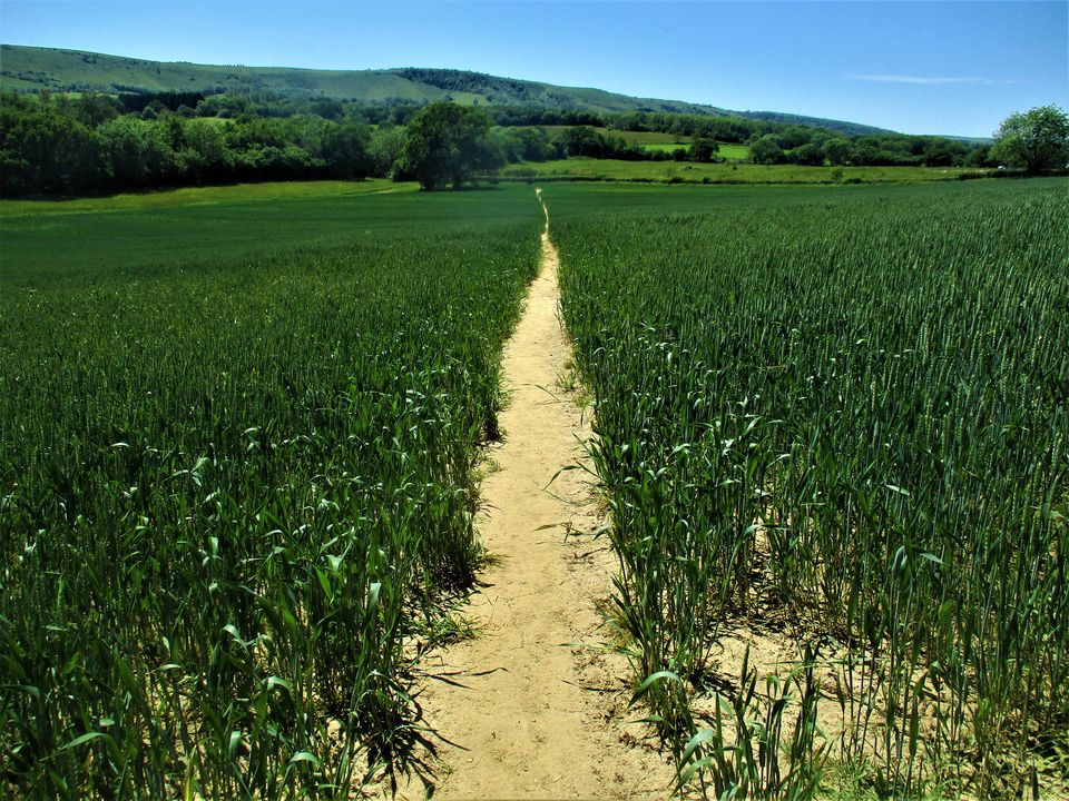 Photo of A Camping Trip to Blackberry Wood, East Sussex - journey-junkies.com 15/15 by journey-junkies