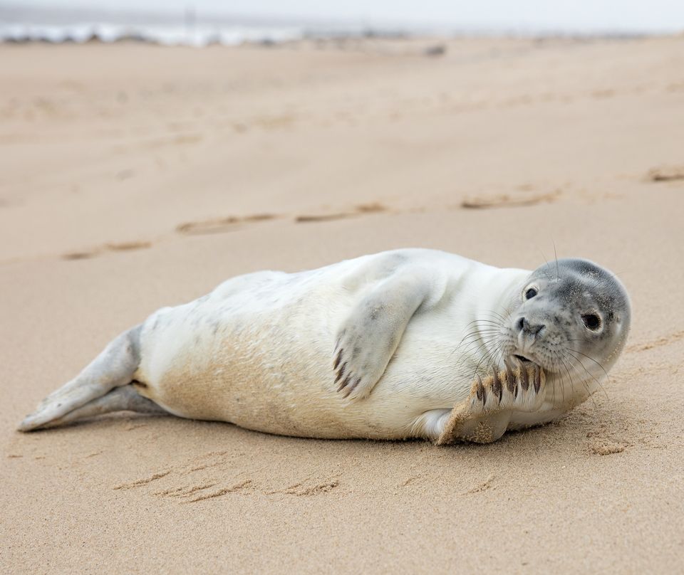 Photo of The 10 Best Things to do in Norfolk, UK - journey-junkies.com 5/5 by journey-junkies