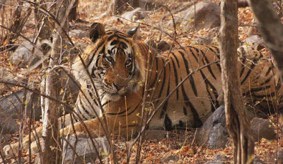 Into the Wilderness of Ranthambore - Neb Exotic Animals