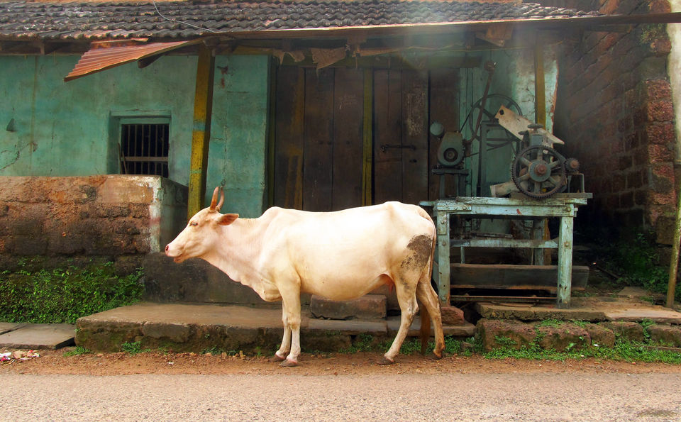Photo of Gokarna 3/8 by Syed Ali Arif
