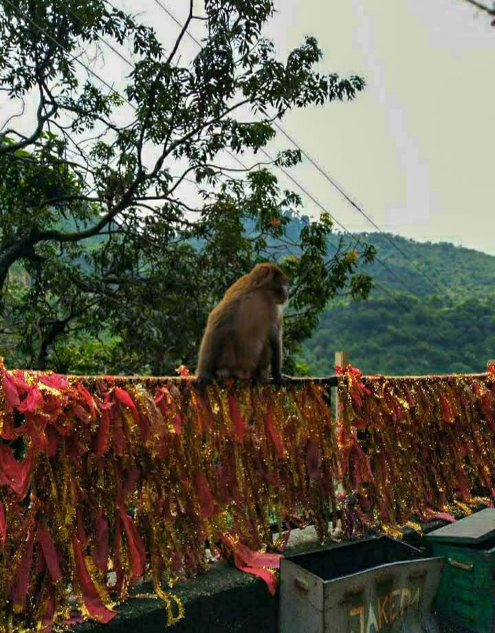 Photo of शिवखोड़ी :जहाँ है अलौकिक शक्तियों का वास और स्वयं महादेव करते है निवास by Priya Yadav