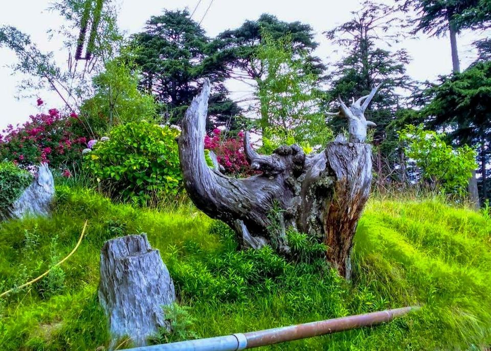 Photo of एडवेंचर और रोमांच के लिए बेस्ट डेन्टीनेशन है जम्मू का पटनीटॉप by Priya Yadav