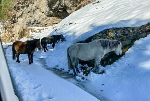 Photo of बर्फ़बारी का लेना चाहते है मजा तो अब शिमला और मनाली नही हिमाचल के गुलाबा में बिताएं अपनी छुटियाँ by Priya Yadav