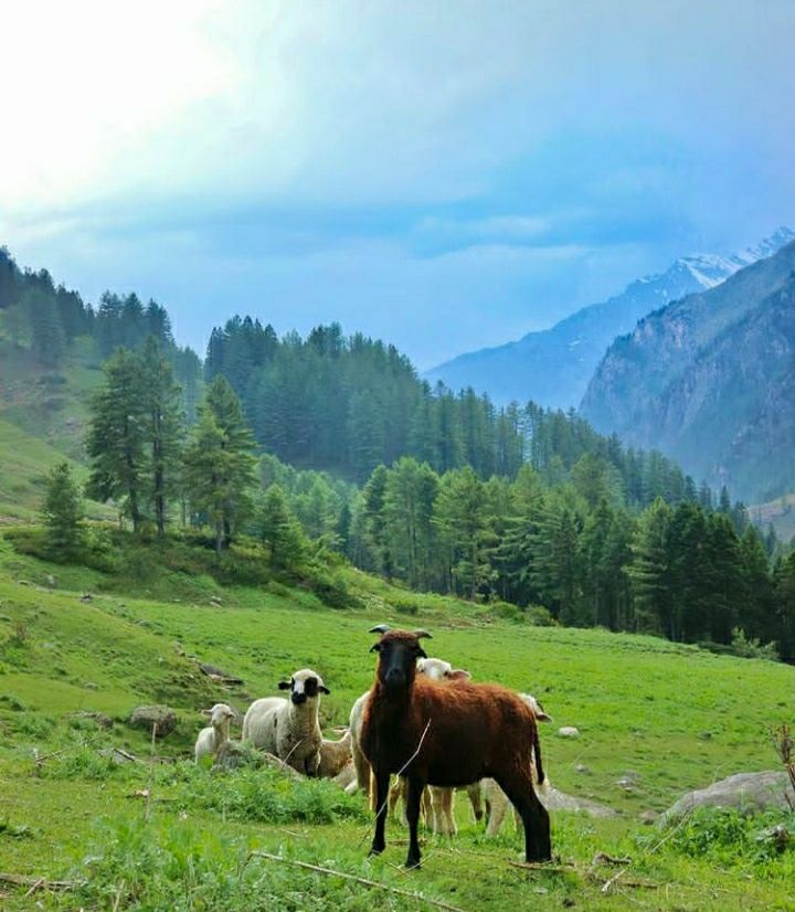 Photo of Shoja by Priya Yadav