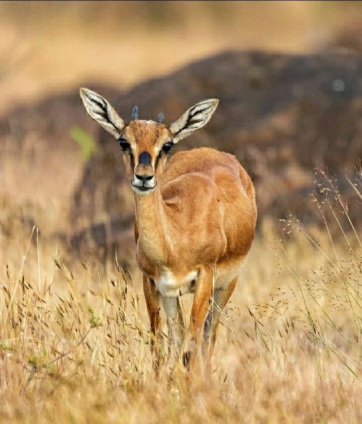 Photo of ये है हिमाचल प्रदेश के अनकहे राज़ जो बनाते है उसे सबसे ख़ास by Priya Yadav