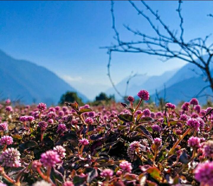 Photo of डोंग:-भारत का वो गाँव,जहाँ सबसे पहले पहुँचती है सूरज की किरणें by Priya Yadav