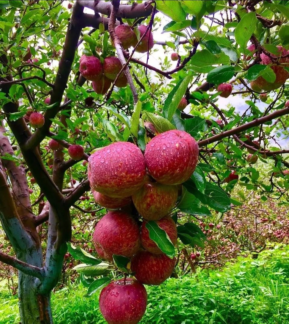 Photo of हाटू पीक:रोमांच, आस्था और प्रकृति का अनोखा संगम by Priya Yadav