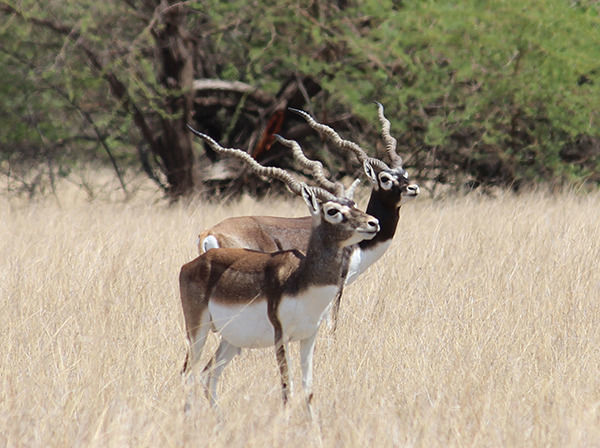 Photo of Great Indian Bustard Sanctuary Office, Naliya, Naliya, Kutch, Gujarat, India by UMANG PUROHIT