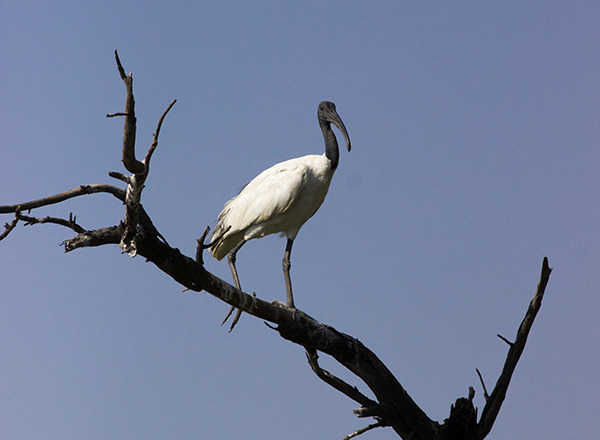 Photo of Khijadia Bird Sanctuary, Jamnagar, Gujarat, India by UMANG PUROHIT