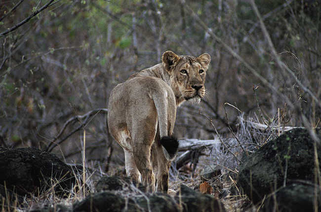 Photo of Porbandar Bird Sanctuary, Chhaya Road, Siddheshwar Park, Chhaya, Porbandar, Gujarat, India by UMANG PUROHIT