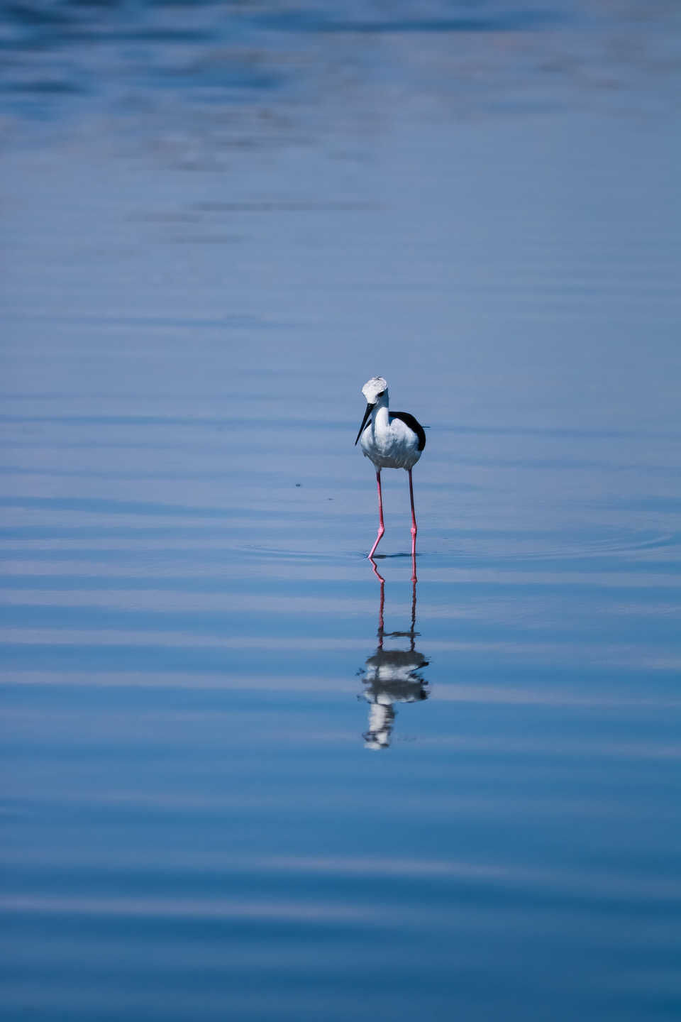 Photo of Mandvi Beach, Mandvi Rural, Gujarat by UMANG PUROHIT