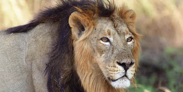 Photo of Gir National Park, Gujarat, India by UMANG PUROHIT